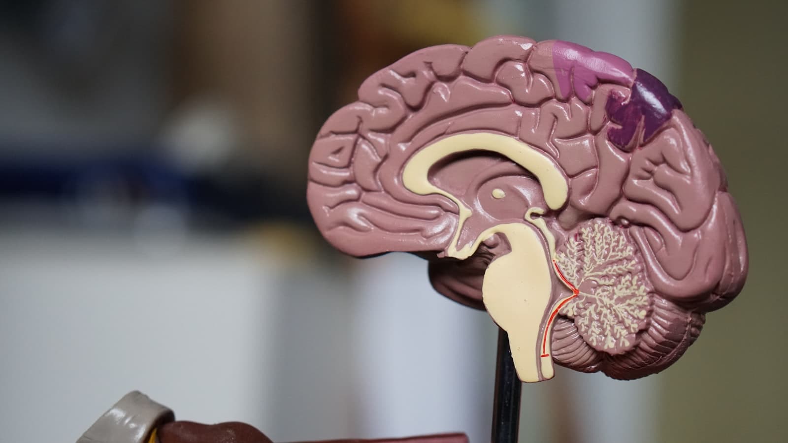Specialitate Neurologie la Eva Medical